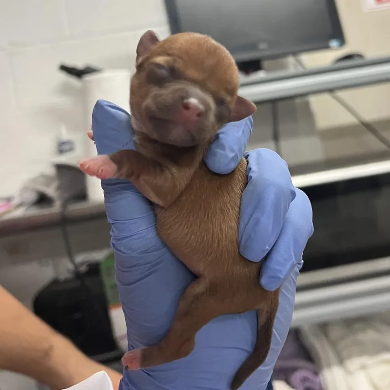 A baby small-sized male Brown / Chocolate Terrier dog named Nino for adoption in Edinburg, TX