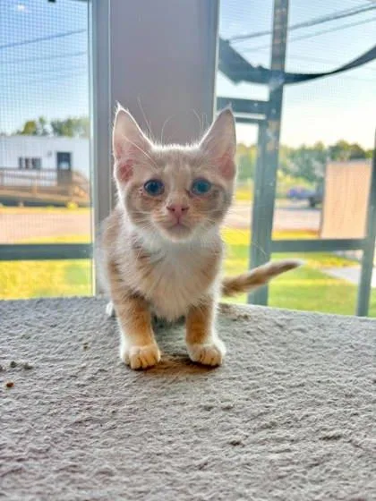 A baby small-sized female Domestic Short Hair cat named Miny for adoption in Paducah, KY