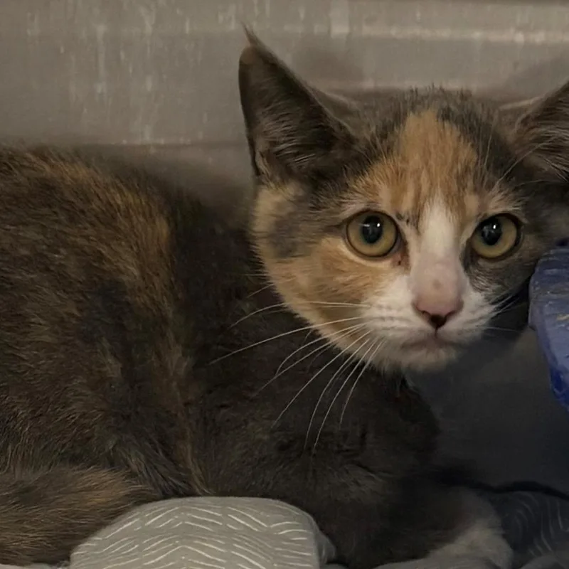 A baby small-sized female Calico Domestic Short Hair cat named June for adoption in East Hanover, NJ