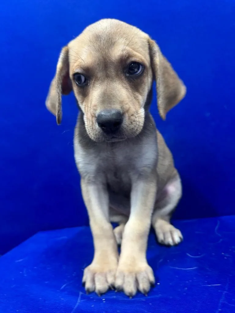 A baby small-sized female Mixed Breed dog named Mozzarella for adoption in Ruston, LA