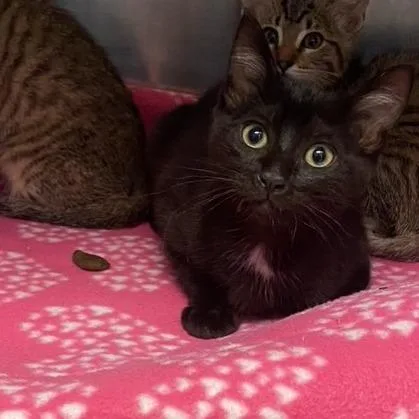 A baby small-sized male Black Domestic Short Hair cat named Keebler for adoption in Chehalis, WA