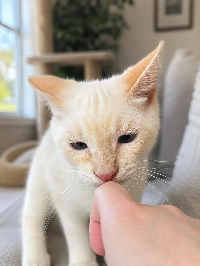 A baby medium-sized male Siamese cat named Frank Napa for adoption in Napa, CA