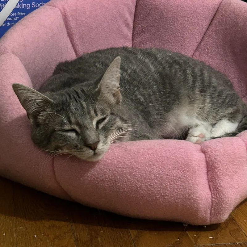 A young medium-sized female Tabby (Brown / Chocolate) Domestic Short Hair cat named Mia & Macy for adoption in Frederick, MD