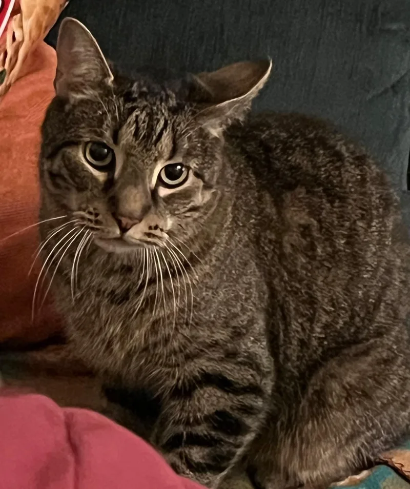 Zeppelin & Floyd thumbnail 3