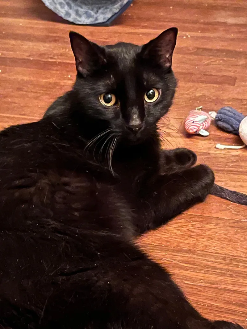 Zeppelin & Floyd thumbnail 4