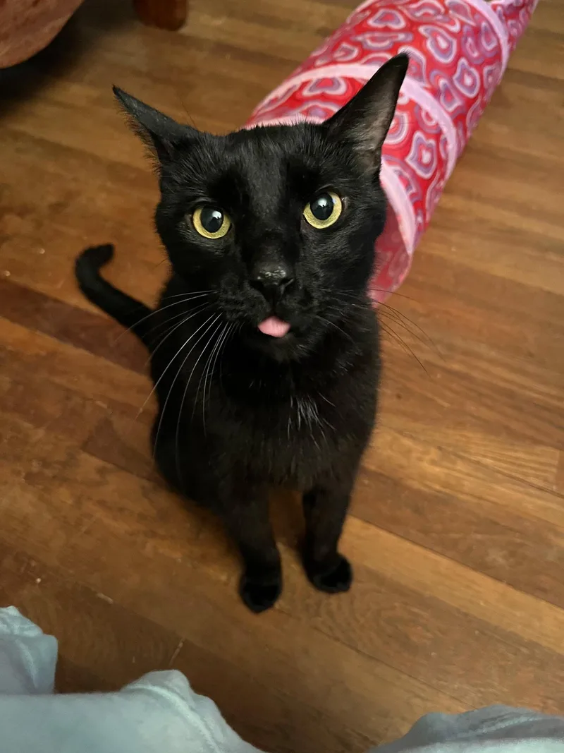 Zeppelin & Floyd thumbnail 5