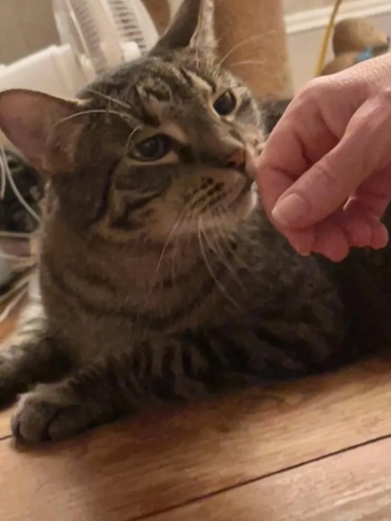 Zeppelin & Floyd thumbnail 6