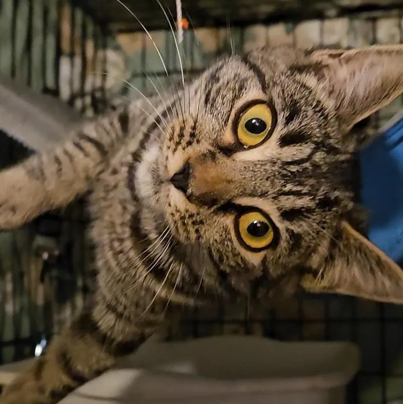 A baby medium-sized female Tabby (Brown / Chocolate) Domestic Short Hair cat named Velvet N.  Silky for adoption in New York, NY