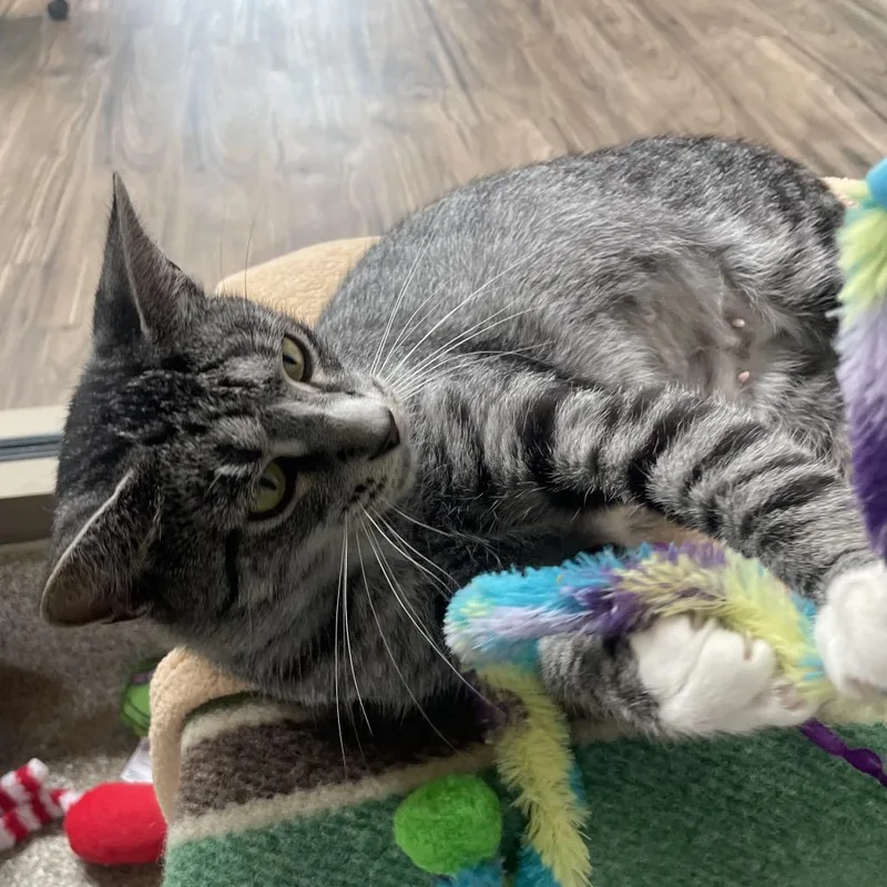 A young large-sized female Brown / Chocolate Domestic Short Hair cat named Pistachio for adoption in Chicago, IL