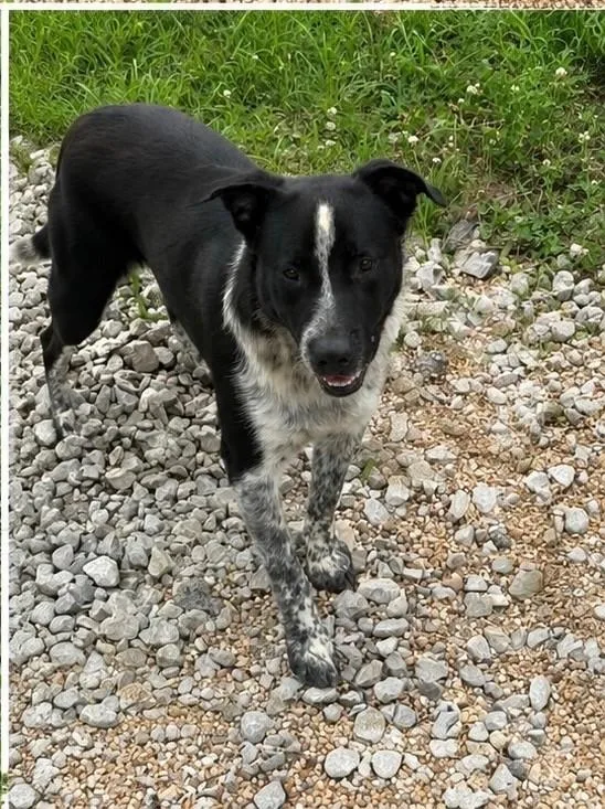 An adult medium-sized male Black Border Collie dog named Astro for adoption in New Roads, LA