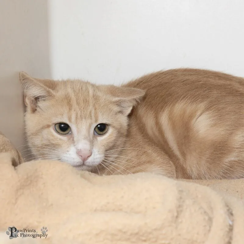 An adult medium-sized male Orange / Red Domestic Short Hair cat named Knox for adoption in Maryville, TN