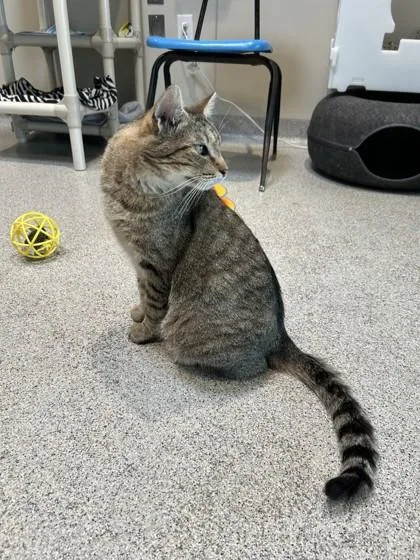 Cosmo