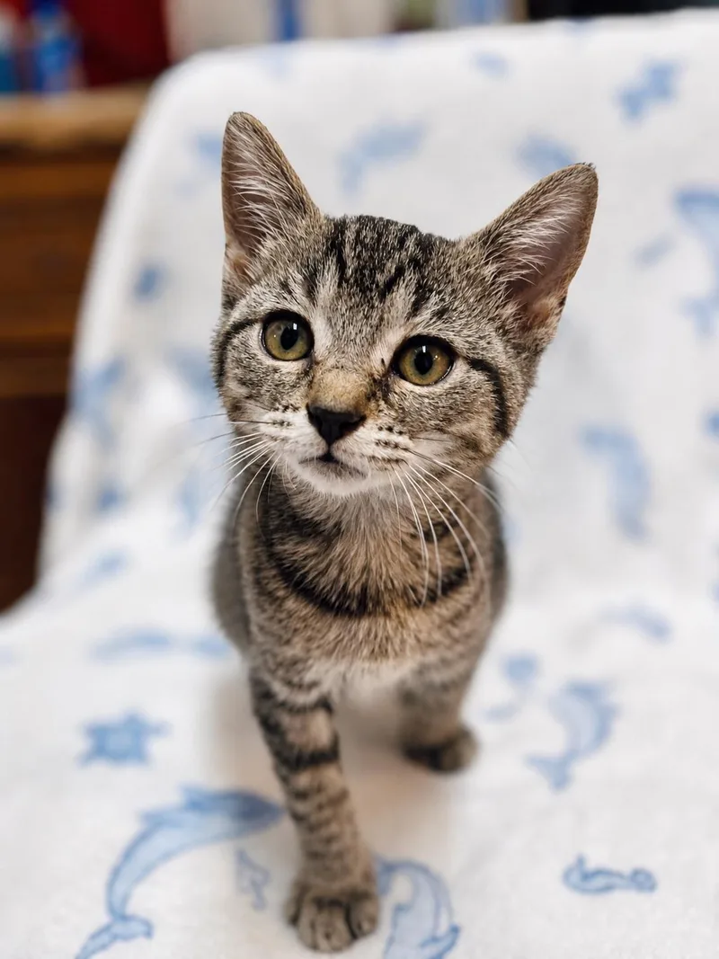 A baby small-sized female Gray & White Domestic Short Hair cat named Cece for adoption in Fort Pierce, FL
