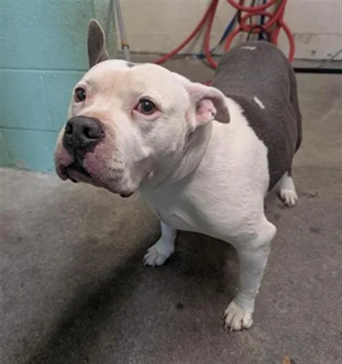 An adult large-sized female Pit Bull Terrier dog named Pebbles for adoption in Sacramento, CA