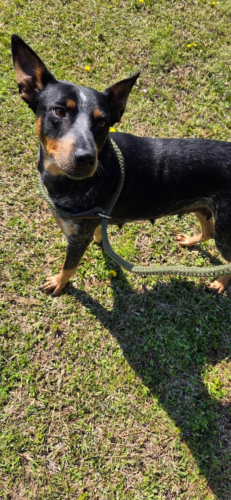 A young medium-sized female Australian Cattle Dog / Blue Heeler dog named Perdy for adoption in Manassas, VA