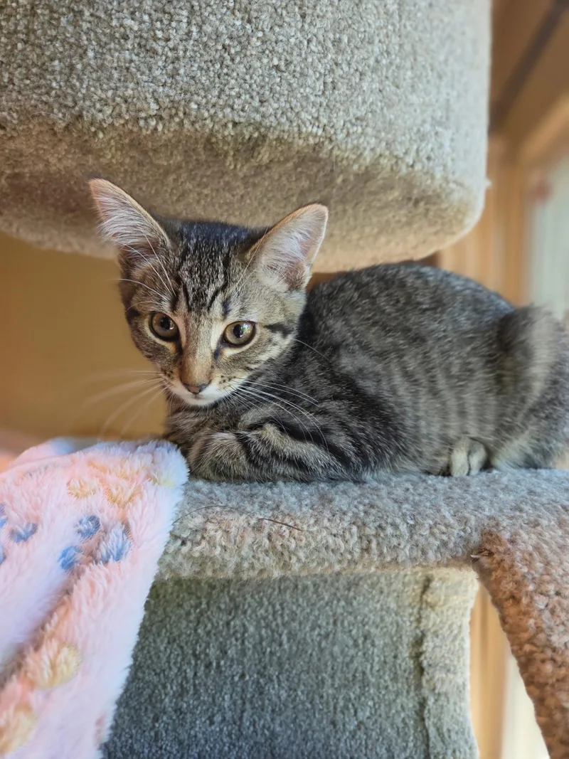A baby medium-sized female Tabby (Brown / Chocolate) Tabby cat named Basil for adoption in Woodinville, WA