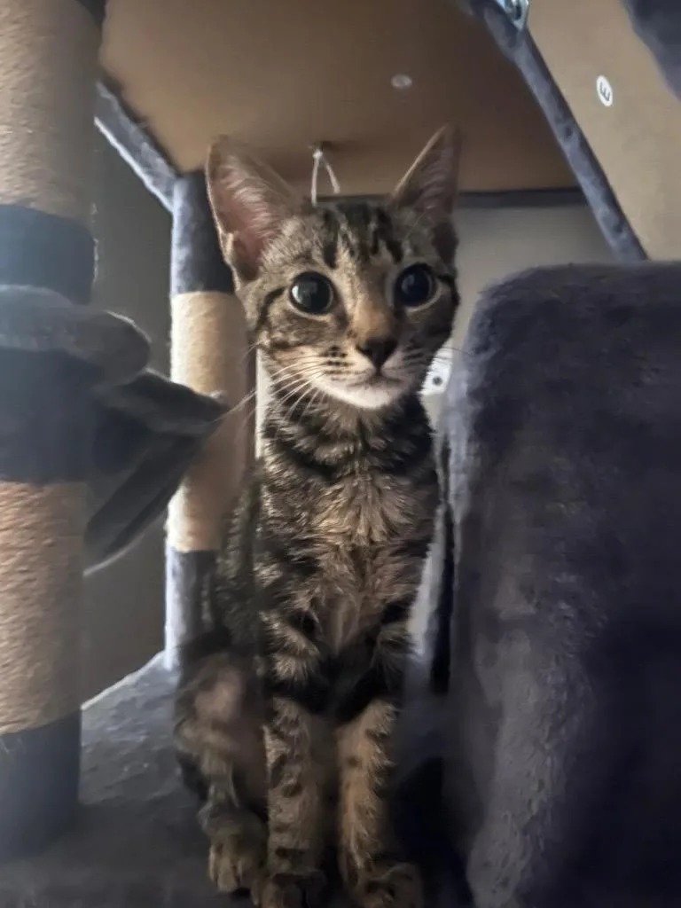 A baby small-sized female Domestic Short Hair cat named Andora for adoption in Augusta, GA