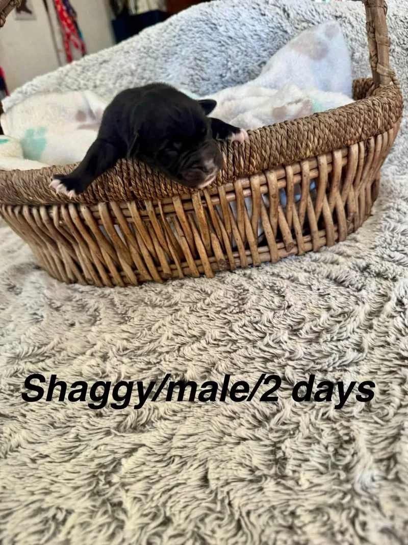 A baby medium-sized male Border Collie dog named Shaggy for adoption in North Bend, OR