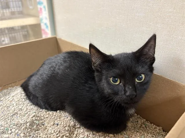 A baby small-sized male Domestic Short Hair cat named Wibbles for adoption in Fairfield, CA