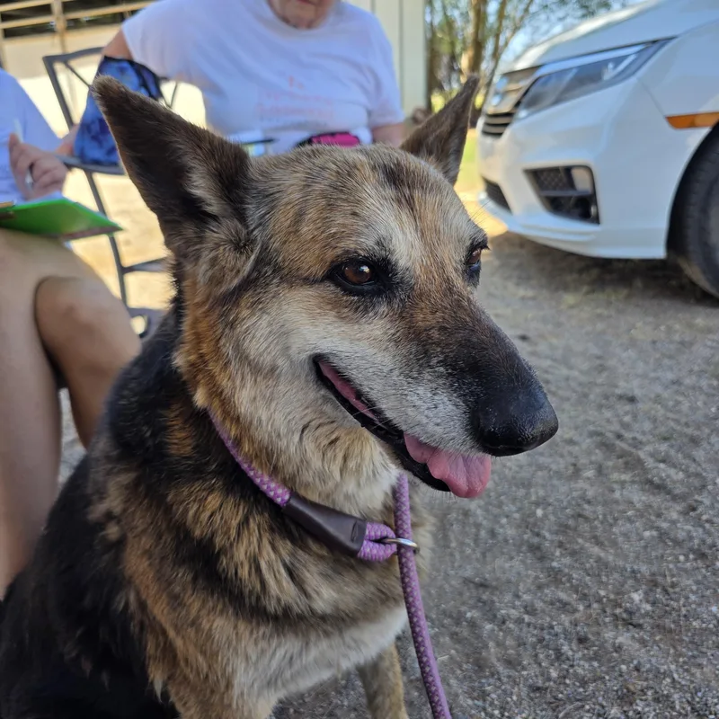 A senior medium-sized female Bicolor German Shepherd Dog named Trixie for adoption in Tucson, AZ