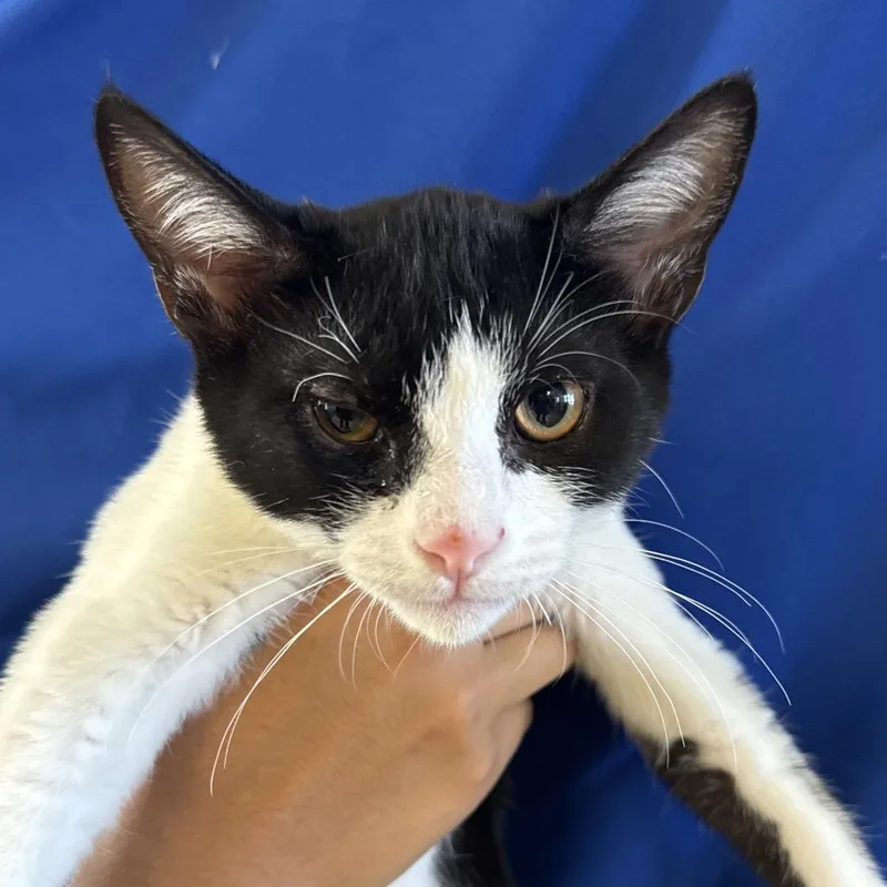 A baby small-sized male Black Domestic Short Hair cat named Freddy for adoption in Santa Barbara, CA