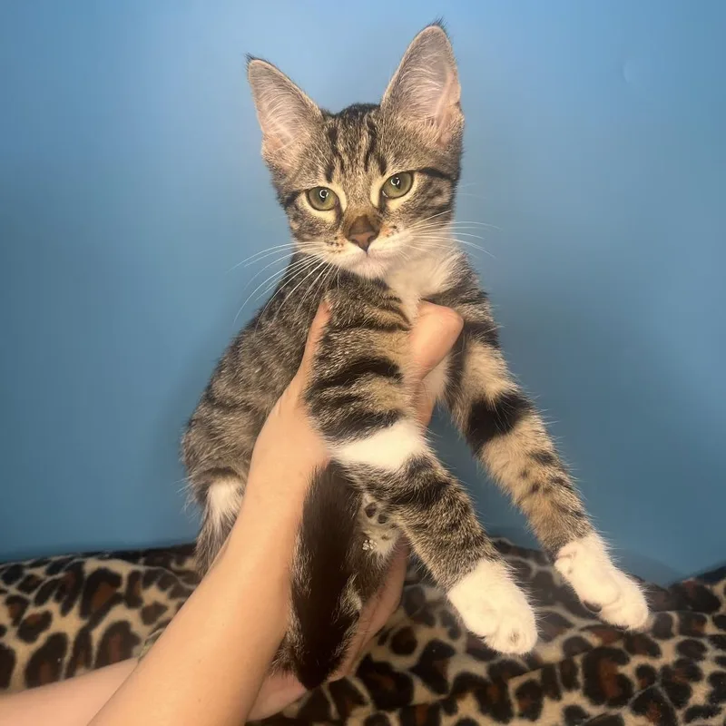 A baby small-sized female Brown / Chocolate Domestic Short Hair cat named Sasha for adoption in San Antonio, TX