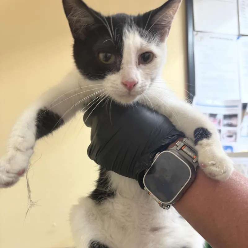 A baby small-sized female White Domestic Short Hair cat named Kora for adoption in Corinth, MS
