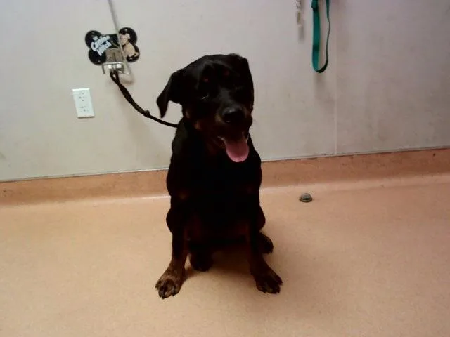A young large-sized female Rottweiler dog named Lulu for adoption in Martinez, CA