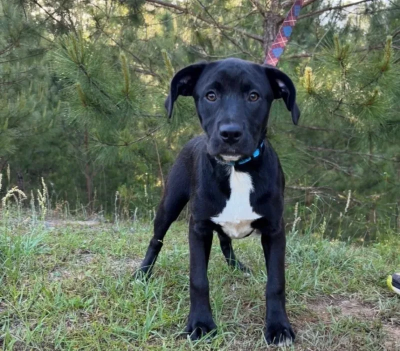 A baby extra large-sized female Labrador Retriever dog named Sally for adoption in North Syracuse, NY