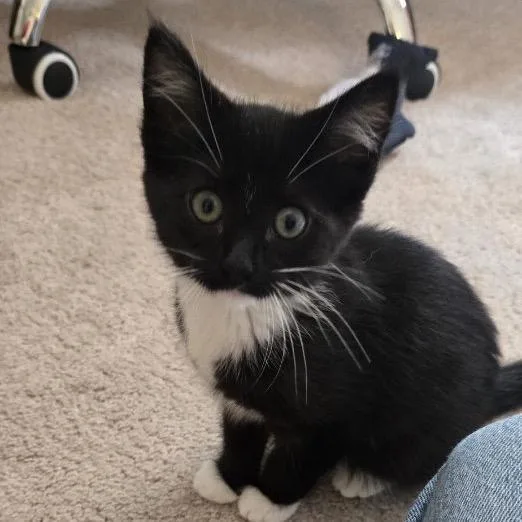 A baby small-sized male Black Domestic Short Hair cat named MoMo for adoption in Columbia, MO