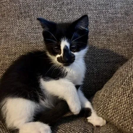 A baby small-sized male Black Domestic Short Hair cat named Jasper for adoption in Greenwood, MO