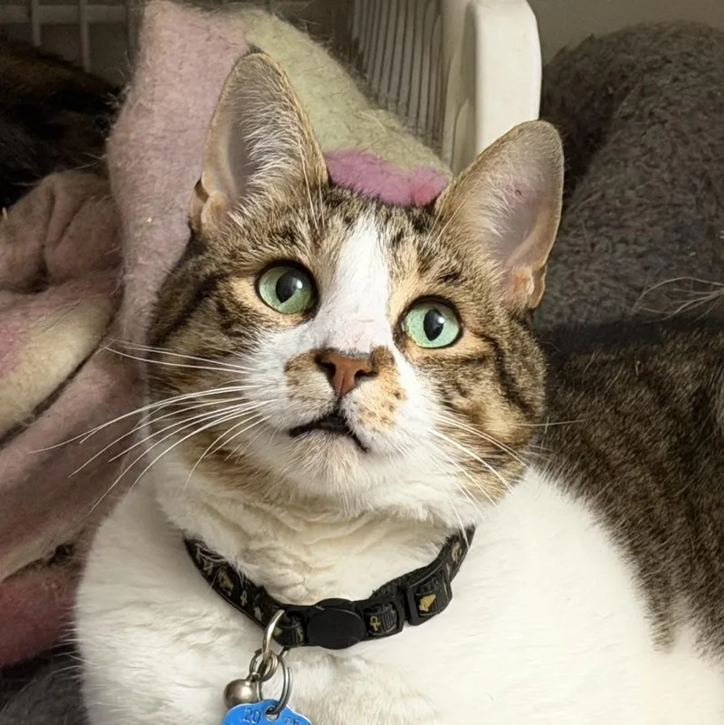 A senior large-sized male Domestic Short Hair cat named Leo for adoption in Beaverton, OR