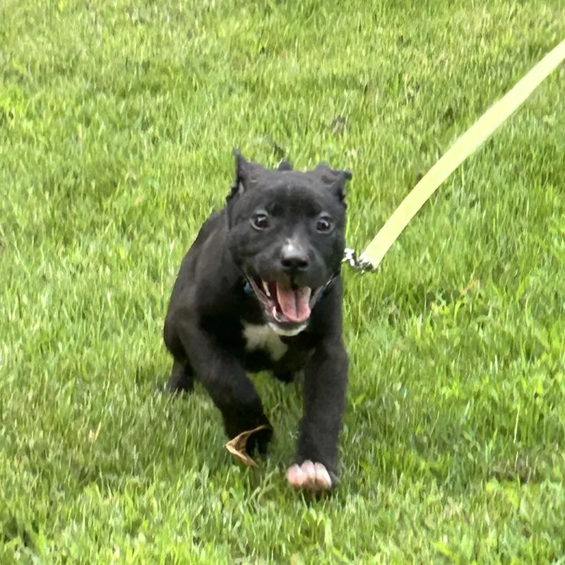 A baby small-sized male Black Mixed Breed dog named Goose for adoption in Columbia, MO
