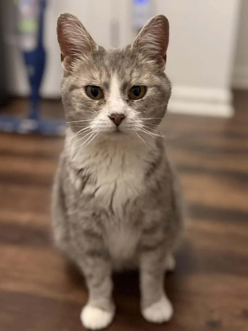 Nova