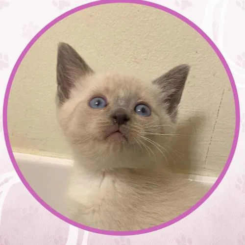 A baby small-sized female Cream / Ivory Domestic Short Hair cat named Florence for adoption in Toms River, NJ