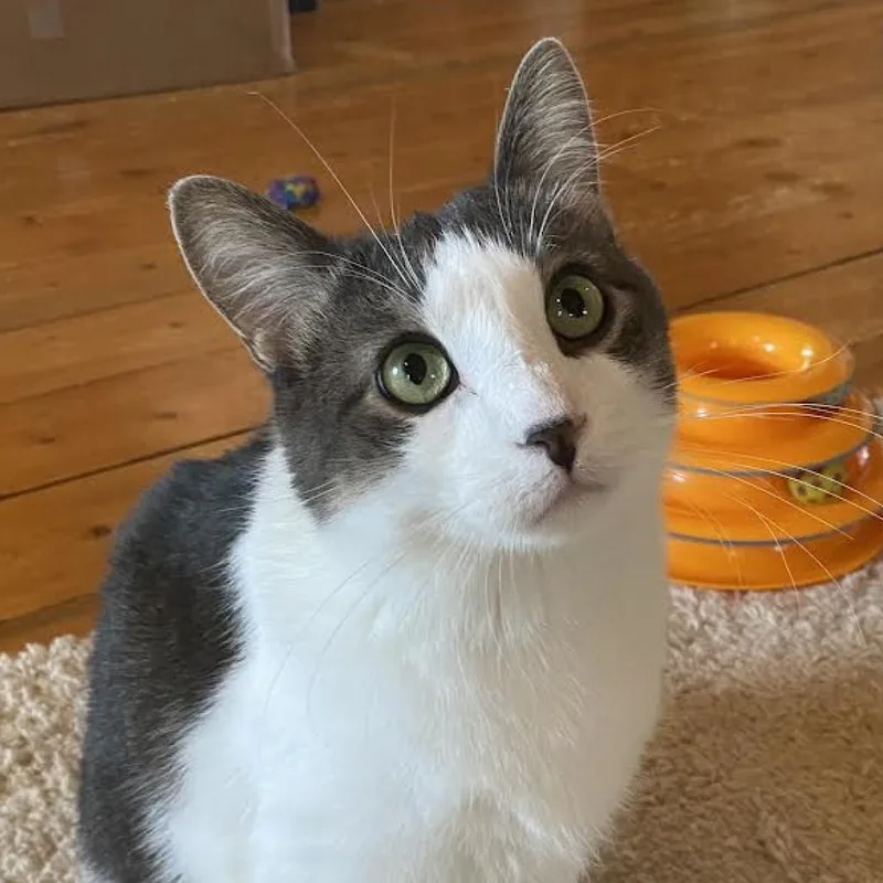 An adult large-sized male Domestic Short Hair cat named Zephyr for adoption in Zimmerman, MN