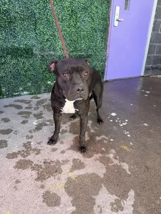 A baby medium-sized female Black Pit Bull Terrier dog named 61800643 for adoption in El Paso, TX