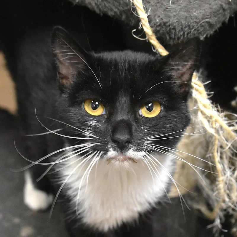 A young medium-sized female Black Domestic Short Hair cat named Lorelei for adoption in Flagstaff, AZ