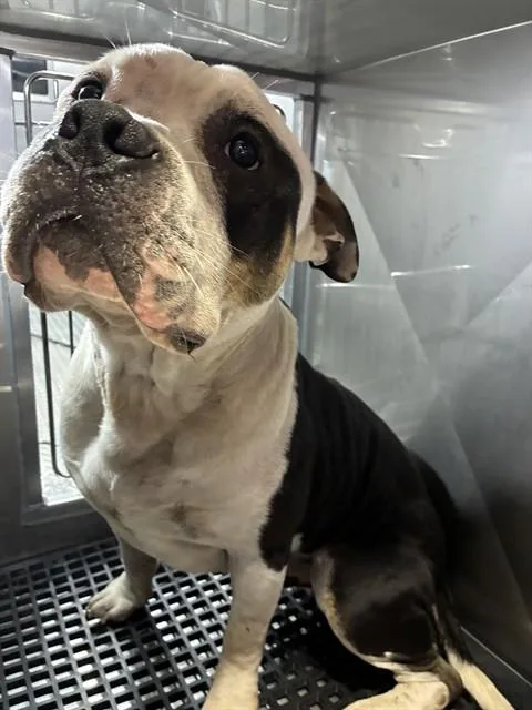 A young large-sized male Mixed Breed dog named Bigsby for adoption in Dallas, TX