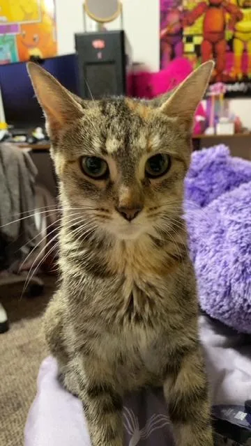 A young medium-sized female Domestic Short Hair cat named Moxie for adoption in Princeton, IN