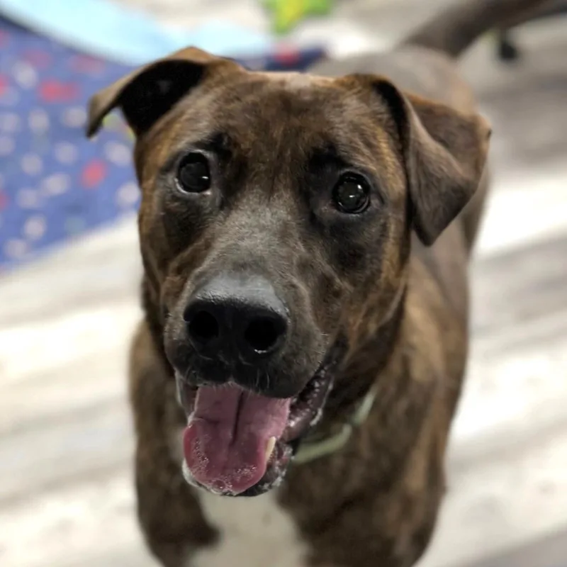 Shadow K thumbnail 2