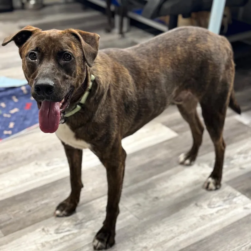 Shadow K thumbnail 3