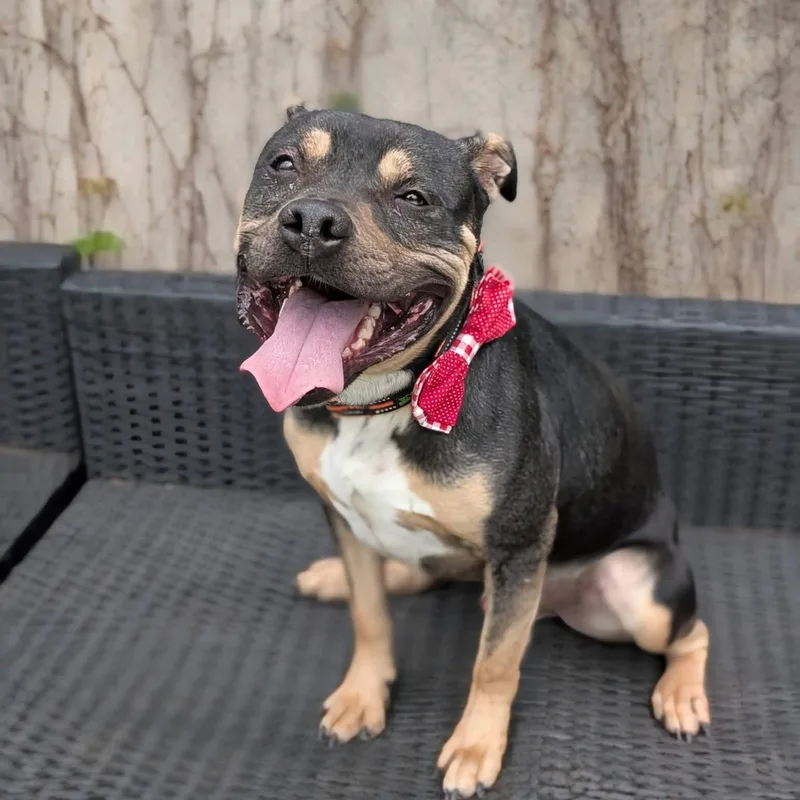 An adult medium-sized male Tricolor (Brown, Black, & White) Staffordshire Bull Terrier dog named Duke for adoption in Bar Nunn, WY