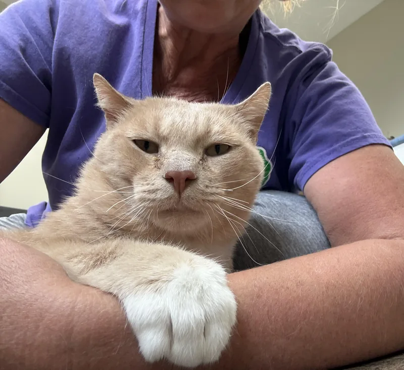 An adult large-sized male Buff & White Domestic Short Hair cat named Solidago FIV for adoption in Breinigsville, PA