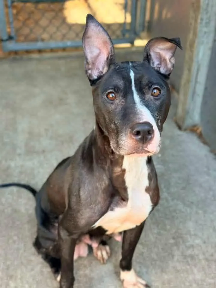 An adult medium-sized female Black Pit Bull Terrier dog named Gorjana for adoption in Chicago, IL