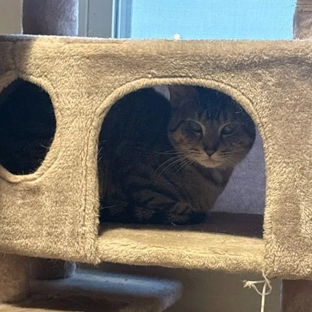 A young medium-sized male Brown / Chocolate Domestic Short Hair cat named Yellow for adoption in Chicago, IL