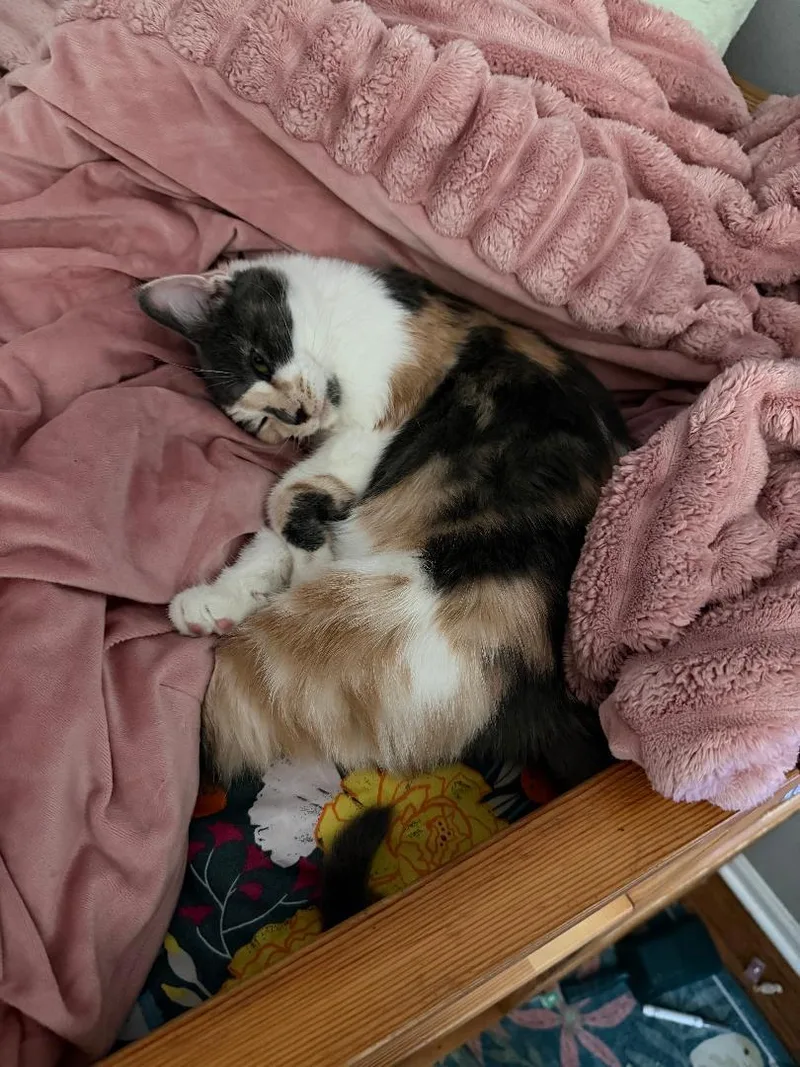 A baby medium-sized female Dilute Calico Domestic Short Hair cat named Navy Pier for adoption in Mokena, IL