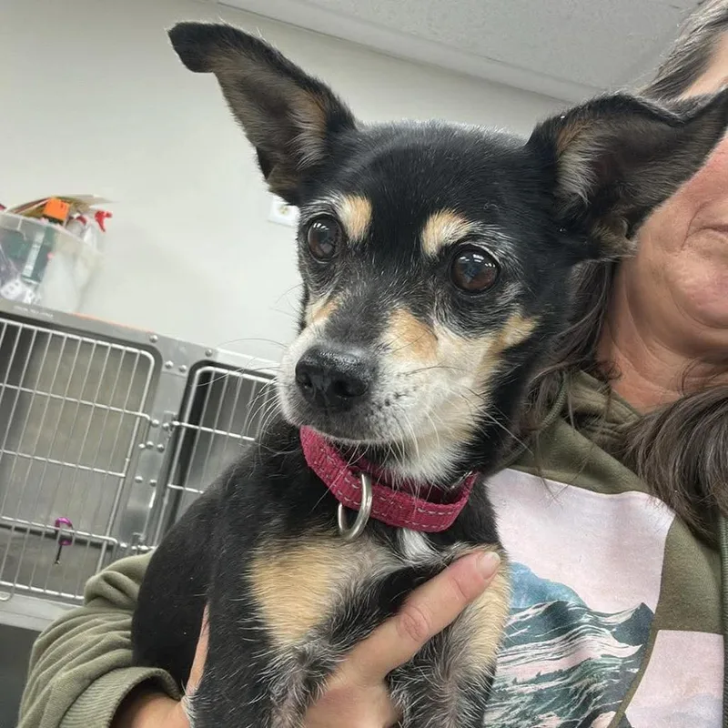 A senior small-sized female Black Mixed Breed dog named Allie for adoption in Fredericksburg, VA