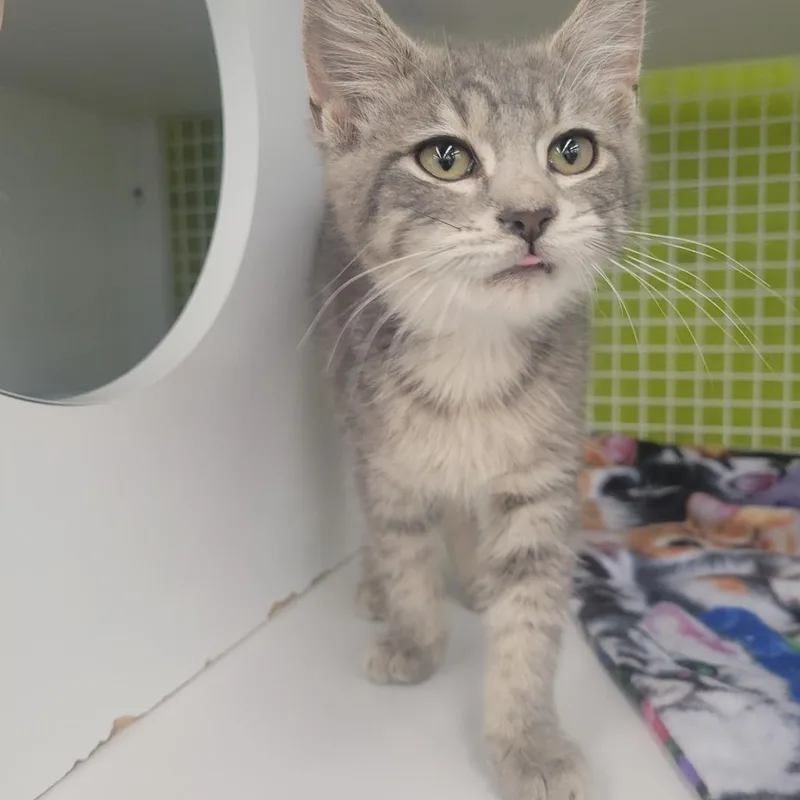 A baby small-sized male Gray / Blue / Silver Domestic Short Hair cat named McCullan for adoption in Rochester, MN