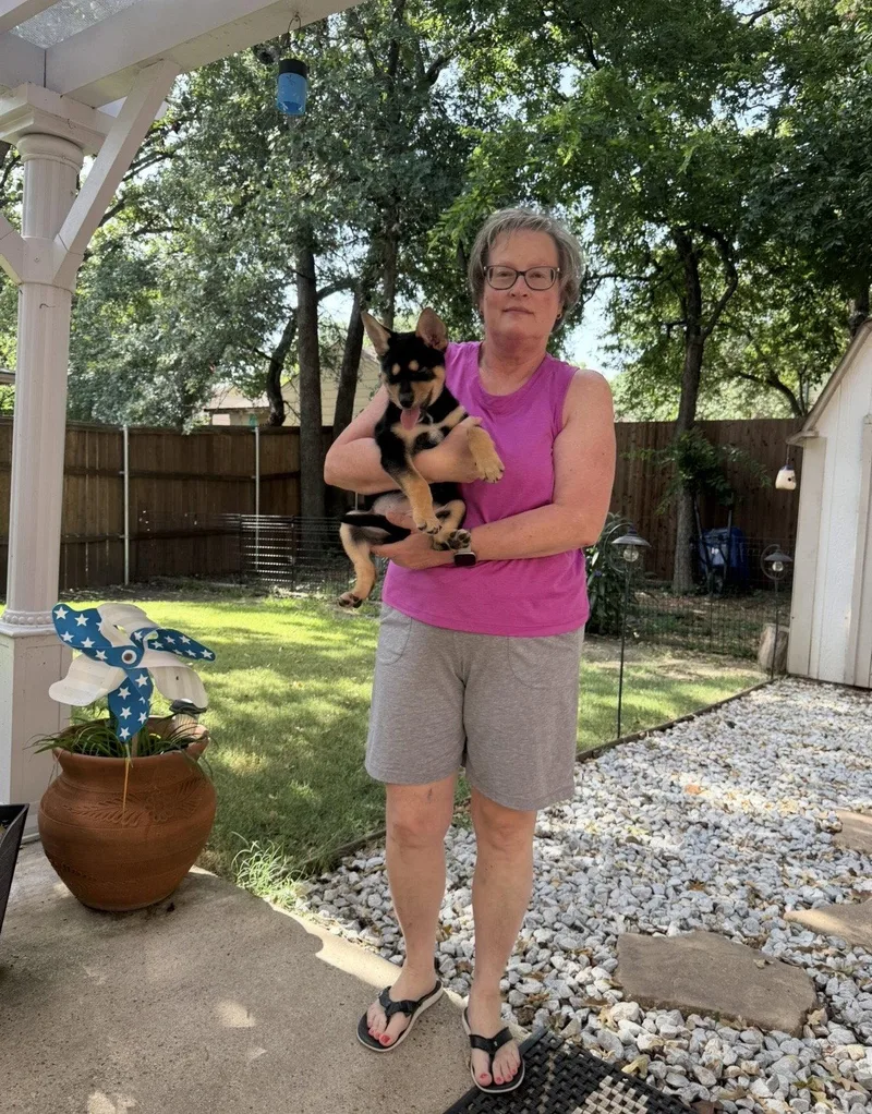A young medium-sized female Australian Kelpie dog named Peaches for adoption in Euless, TX